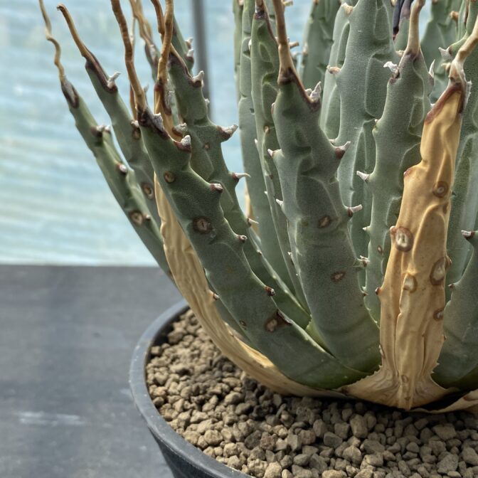アガベ ユタエンシス エボリスピナ 陽炎 | 植物でワクワクを