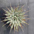 アガべ　ユタエンシス　エボリスピナ