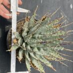 アガべ　ユタエンシス　エボリスピナ