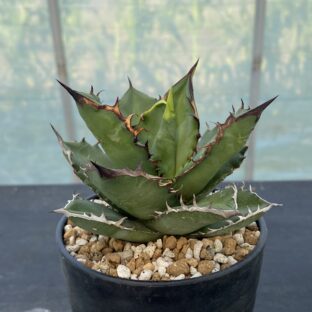 大きなアガベ 観葉植物 Agave – 植物でワクワクを｜BOTANICAL BOX