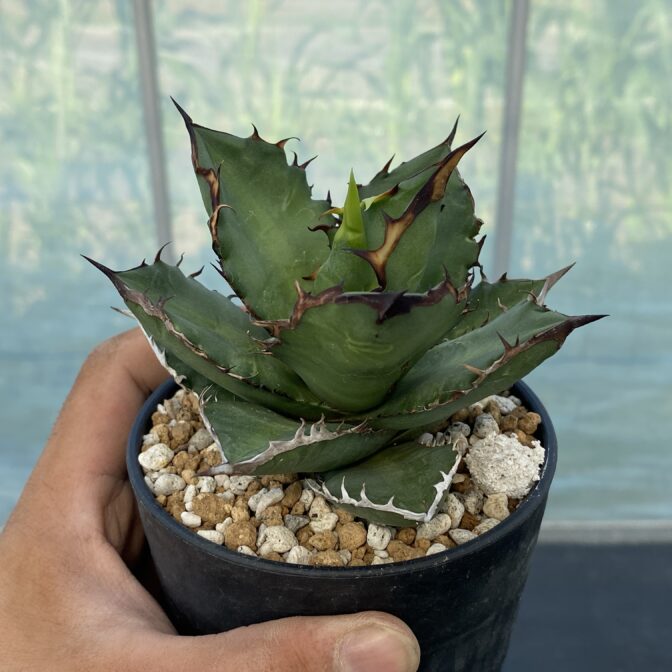 アガべ　ブラックファイアー