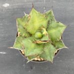 アガべ　ブラックファイアー