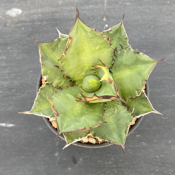 アガべ　ブラックファイアー