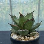 アガべ　ブラックファイアー