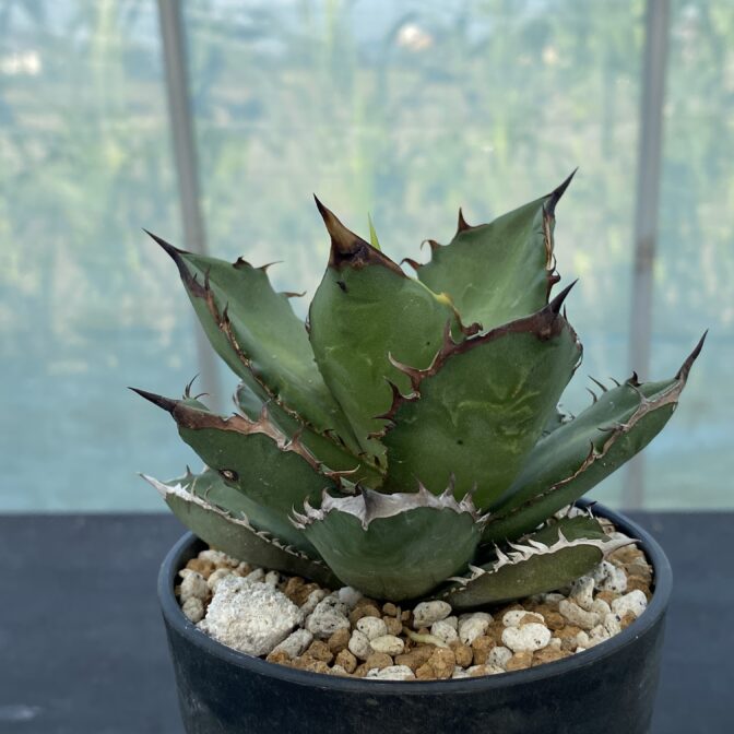 アガべ　ブラックファイアー