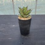 アガべ　ブラックファイアー