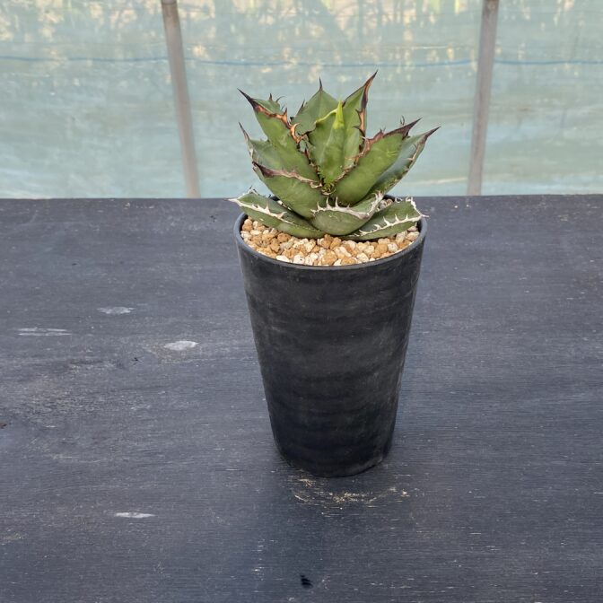 アガべ　ブラックファイアー