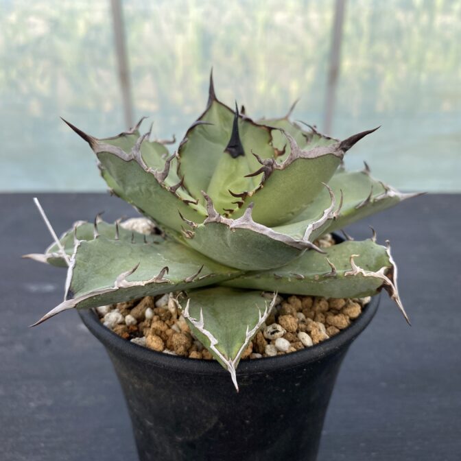 アガべ　黒犀牛