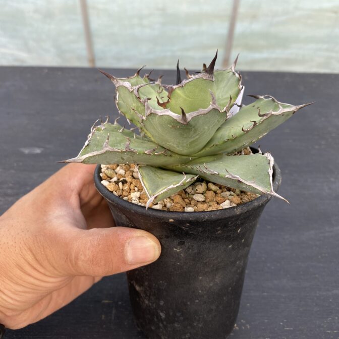 アガべ　黒犀牛