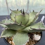 アガべ　黒犀牛