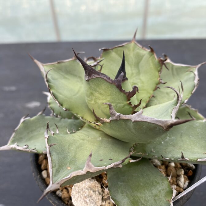 アガべ　黒犀牛