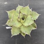 アガべ　黒犀牛