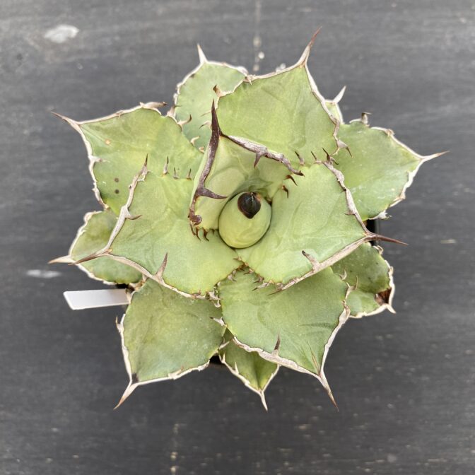 アガべ　黒犀牛