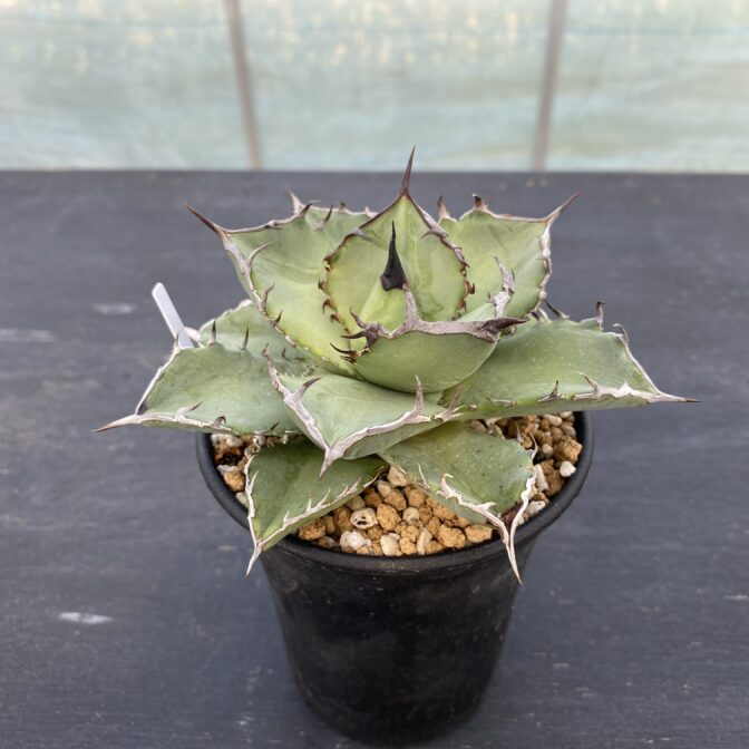 アガべ　黒犀牛