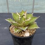 アガべ　レッドキャットウィーズル