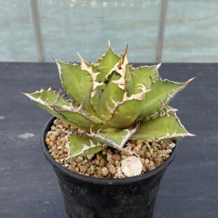 アガベ レッドキャットウィーズル ①