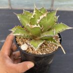 アガべ　レッドキャットウィーズル