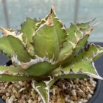 アガべ　レッドキャットウィーズル