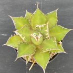 アガべ　レッドキャットウィーズル