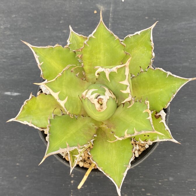 アガべ　レッドキャットウィーズル