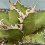 アガべ　レッドキャットウィーズル