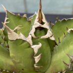 アガべ　レッドキャットウィーズル