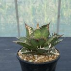 アガべ　レッドキャットウィーズル