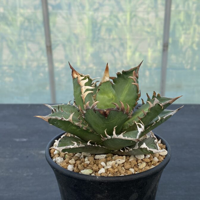 アガべ　レッドキャットウィーズル