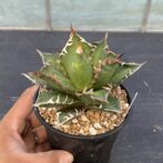 アガべ　レッドキャットウィーズル