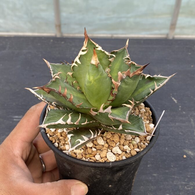 アガべ　レッドキャットウィーズル