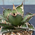 アガべ　レッドキャットウィーズル