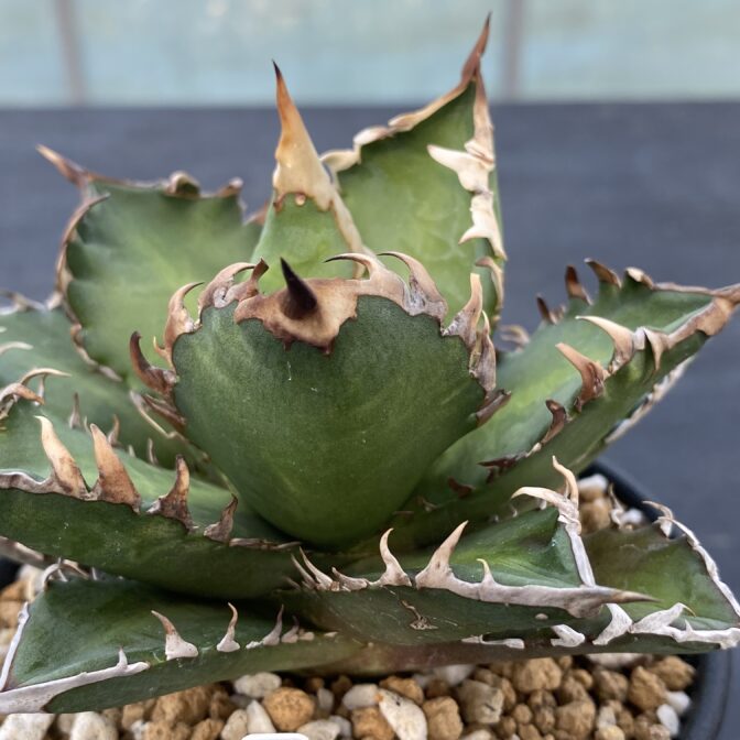 アガべ　レッドキャットウィーズル