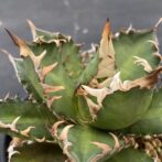 アガべ　レッドキャットウィーズル