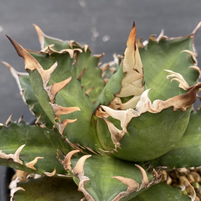 アガべ　レッドキャットウィーズル