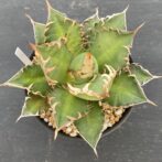 アガべ　レッドキャットウィーズル