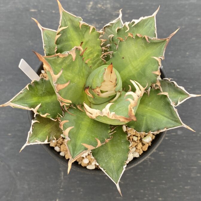 アガべ　レッドキャットウィーズル