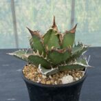 アガべ　レッドキャットウィーズル