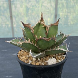 アガベ レッドキャットウィーズル ③