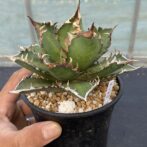 アガべ　レッドキャットウィーズル