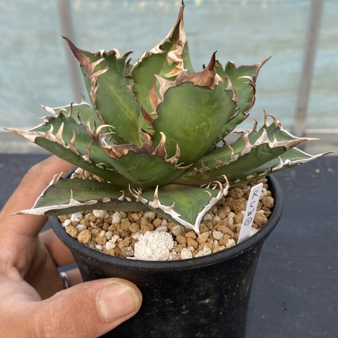 アガべ　レッドキャットウィーズル