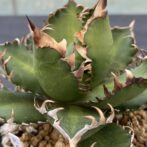 アガべ　レッドキャットウィーズル