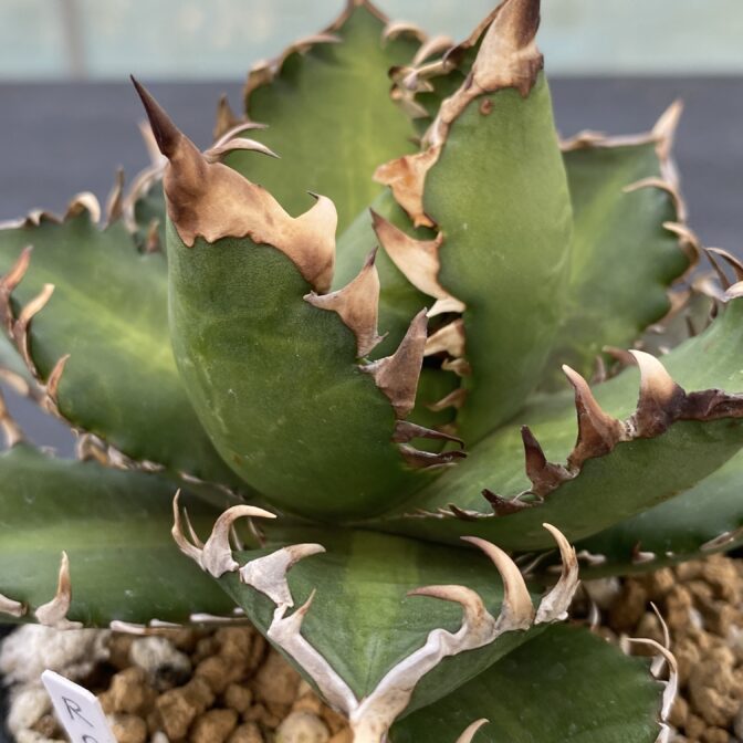 アガべ　レッドキャットウィーズル