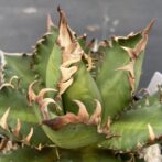 アガべ　レッドキャットウィーズル