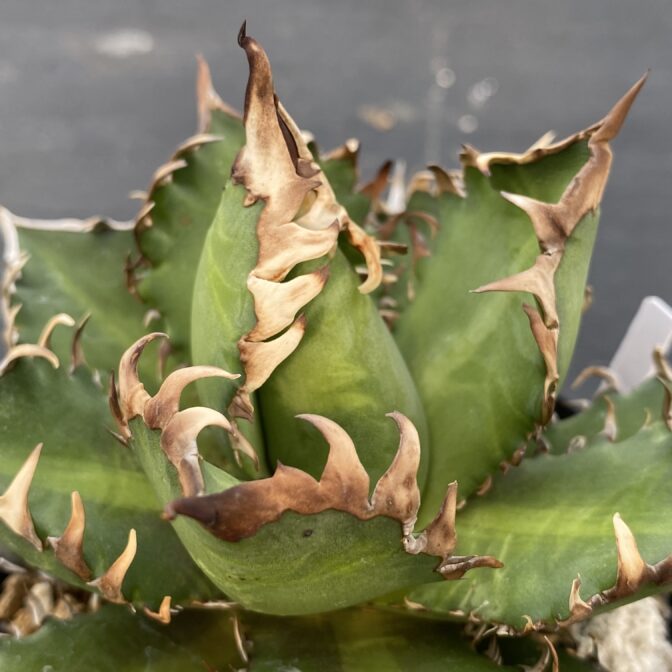 アガべ　レッドキャットウィーズル