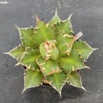 アガべ　レッドキャットウィーズル