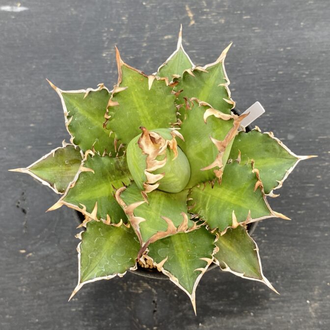 アガべ　レッドキャットウィーズル