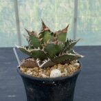 アガべ　レッドキャットウィーズル