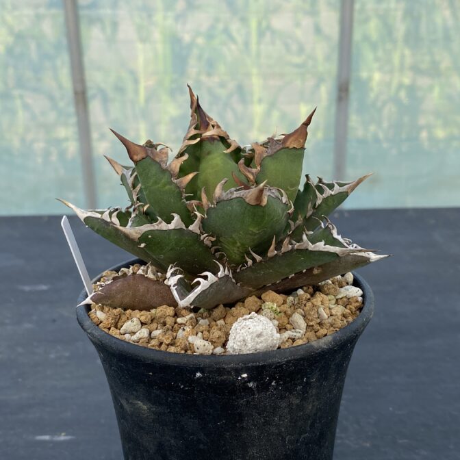 アガべ　レッドキャットウィーズル