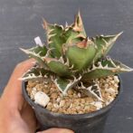 アガべ　レッドキャットウィーズル