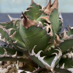 アガべ　レッドキャットウィーズル